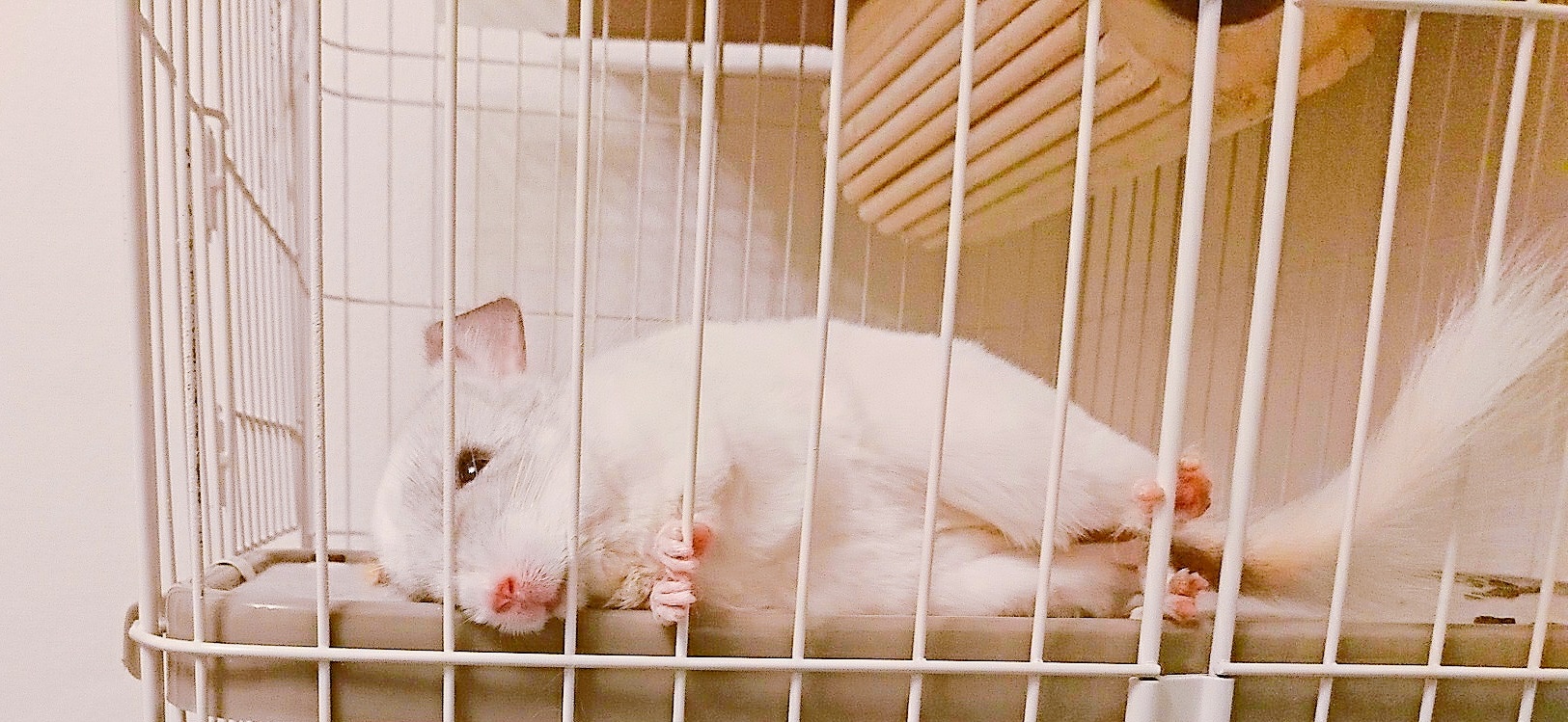 チンチラのメルク 浦安市の動物病院 ヴィアーレ動物病院 心臓病 犬猫専門 ワクチン