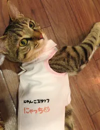浦安の動物病院「ヴィアーレ動物病院」のにゃんこスタッフにゃっち